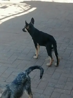 1-3 Month Female Purebred German Shepherd