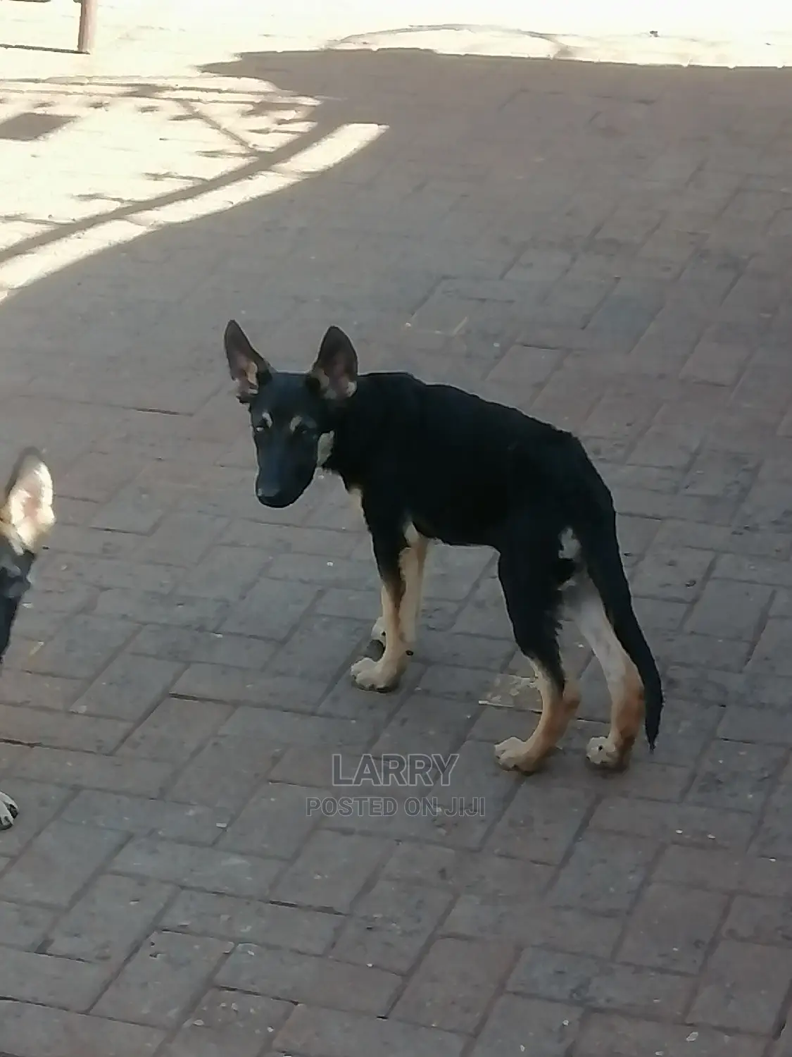 1-3 Month Female Purebred German Shepherd