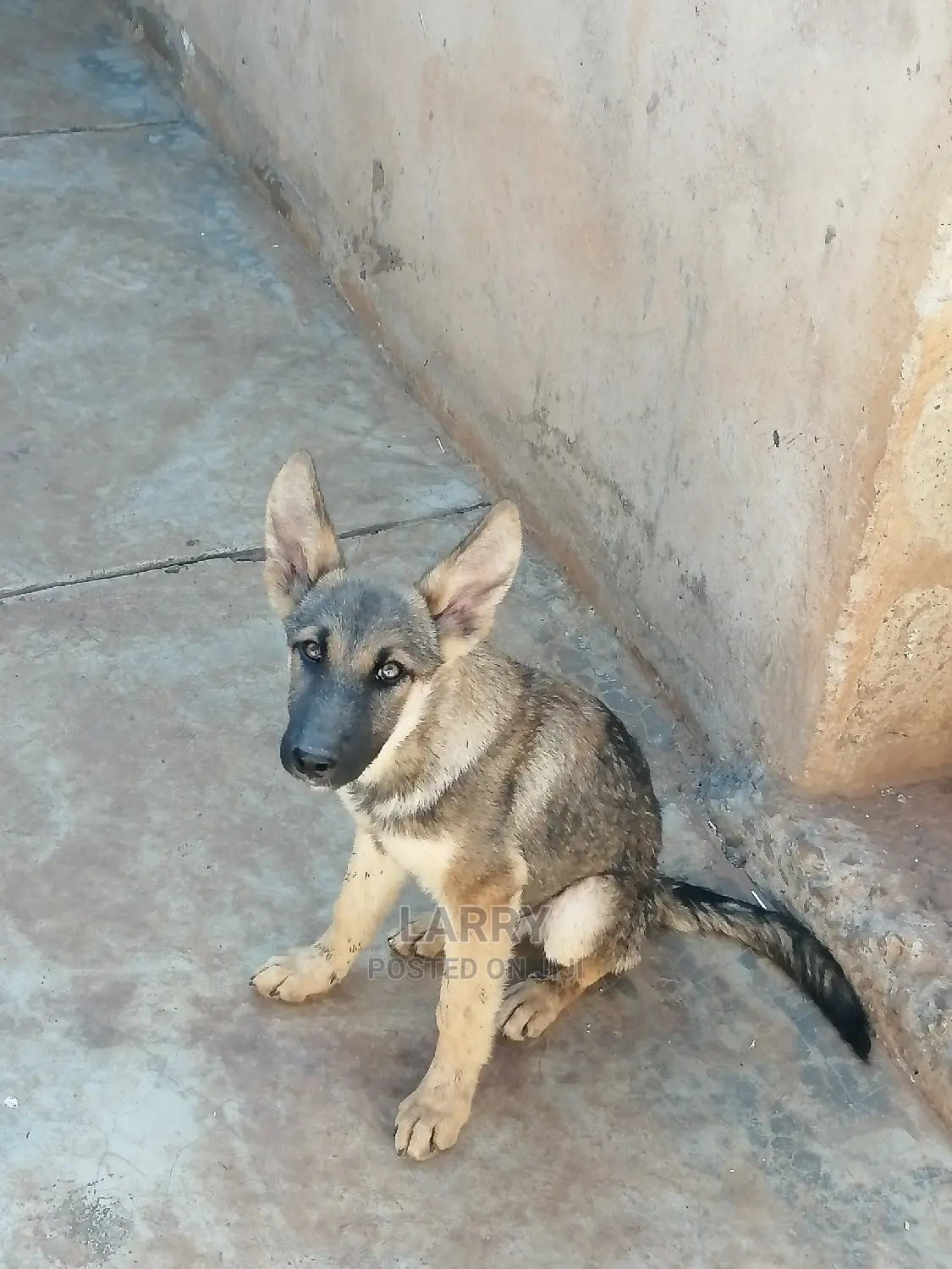 1-3 Month Female Purebred German Shepherd