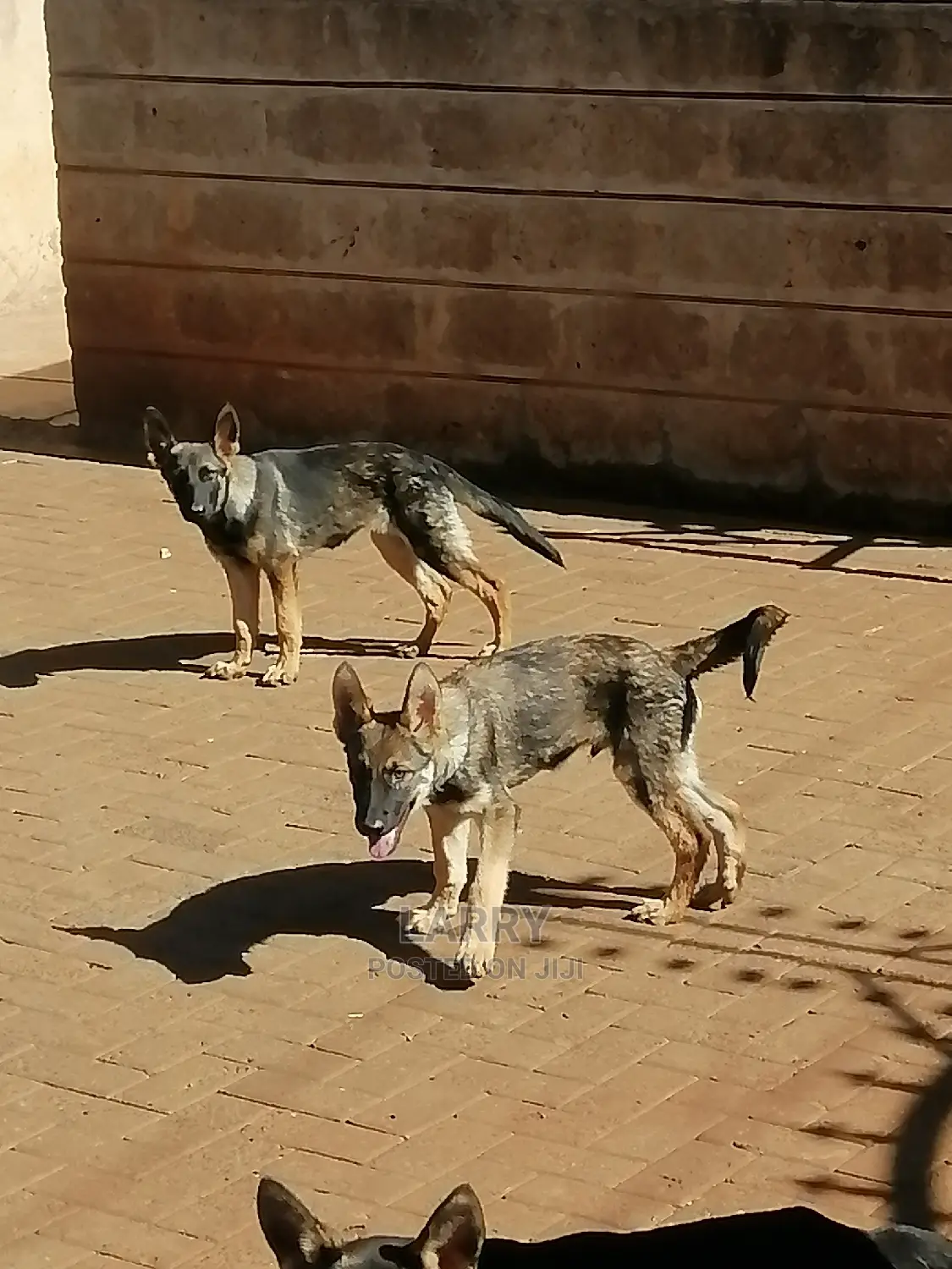 1-3 Month Female Purebred German Shepherd