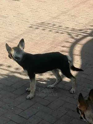 1-3 Month Male Purebred German Shepherd