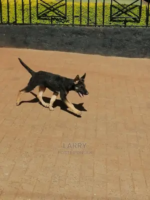 1-3 Month Male Purebred German Shepherd