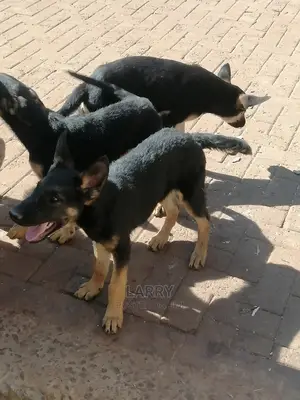 1-3 Month Male Purebred German Shepherd