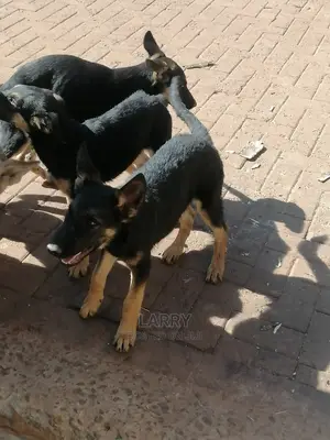 1-3 Month Male Purebred German Shepherd