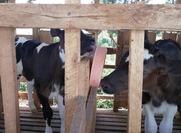 Licking Blocks for Livestocks 5kg Various - thumbnail 2