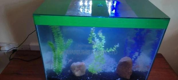 Jungle Green, Aquarium and Aquarium Decor, Pet Fish