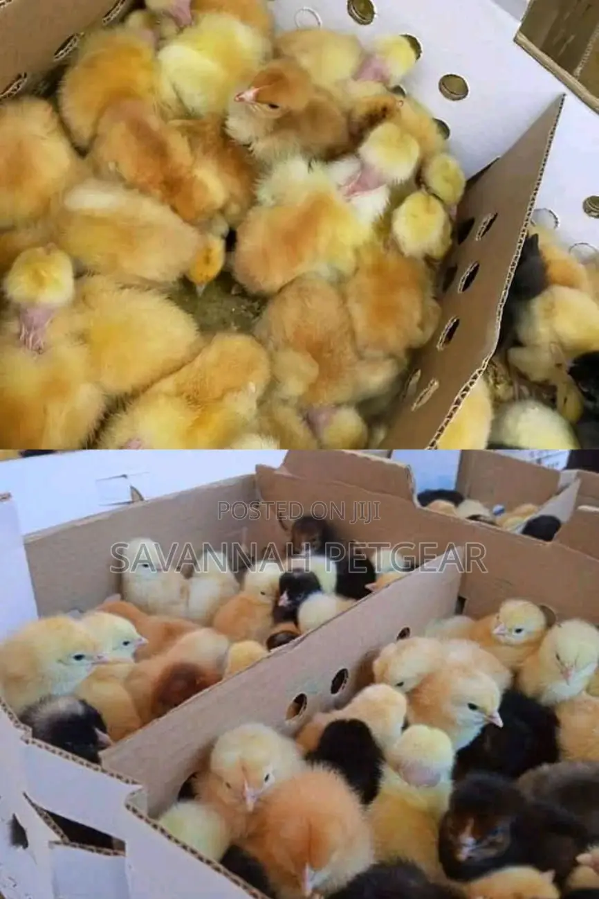 Original F1 Sasso Day Old Chicks From Silverlands Tanzania