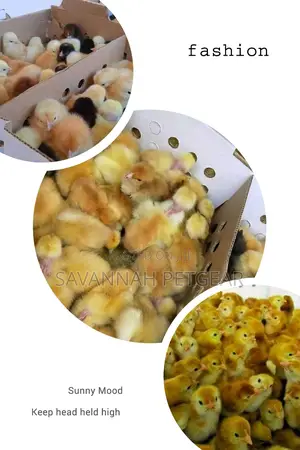 Original F1 Sasso Day Old Chicks From Silverlands Tanzania