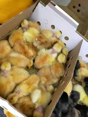 Original F1 Sasso Day Old Chicks From Silverlands Tanzania