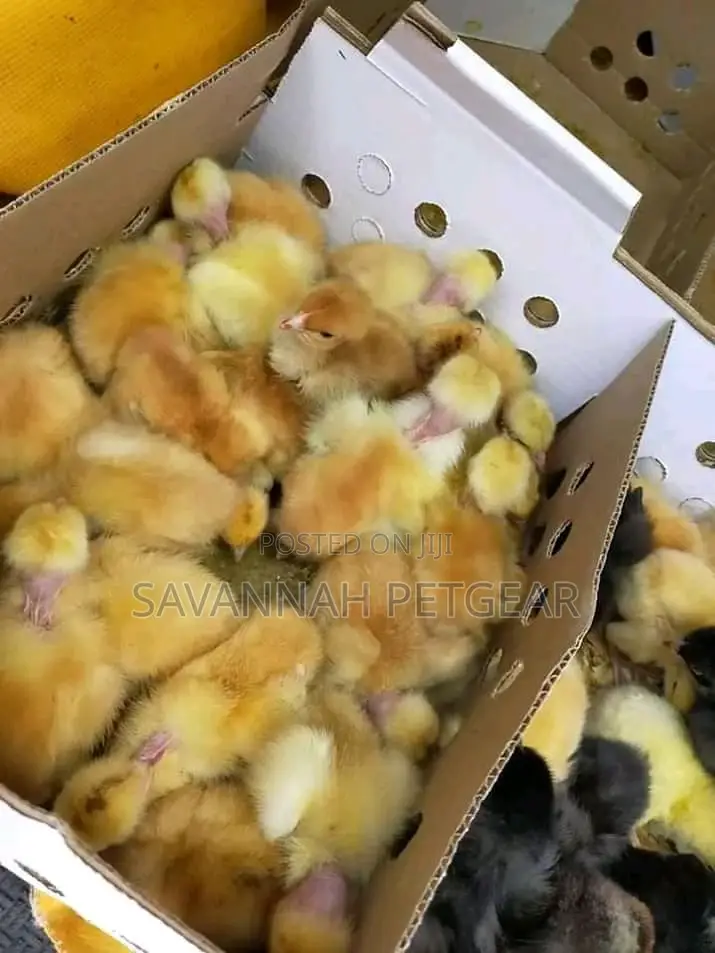 Original F1 Sasso Day Old Chicks From Silverlands Tanzania