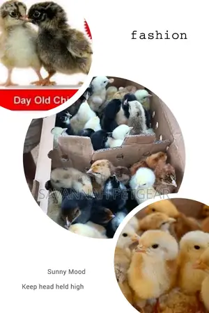Original F1 Day Old Kenbro Chicks From Kenchic