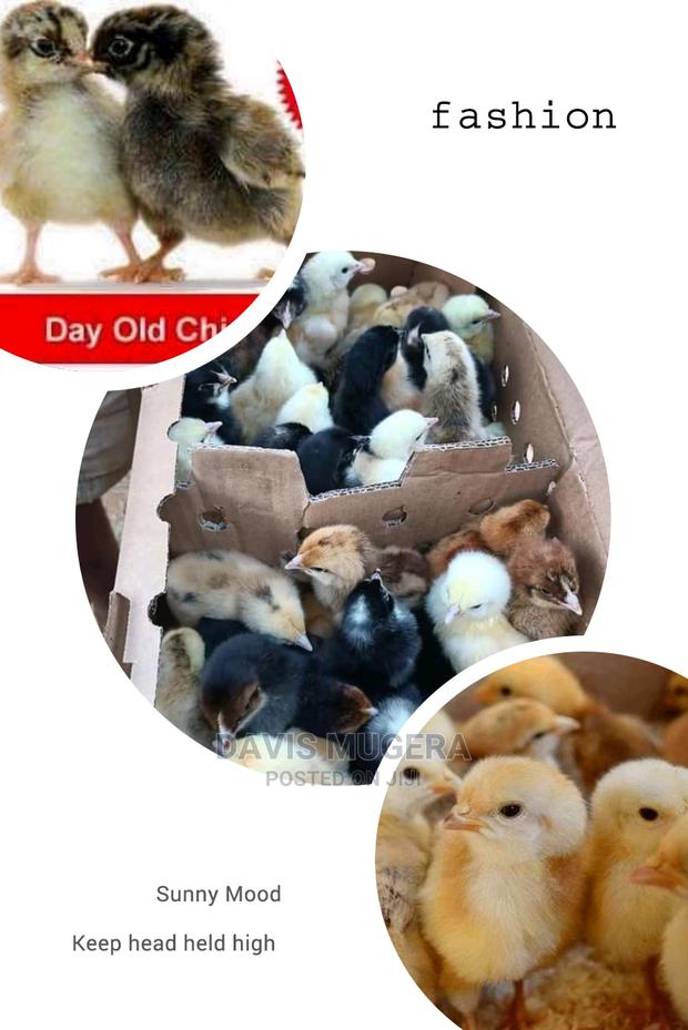 Original F1 Day Old Kenbro Chicks From Kenchic - thumbnail 3
