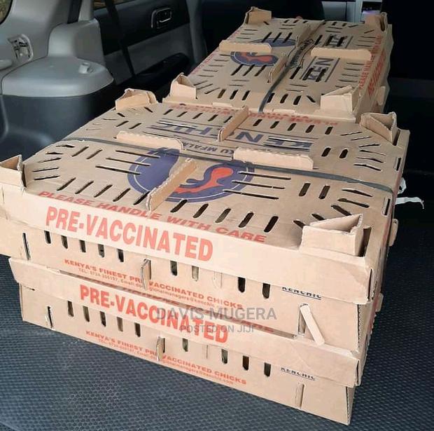 Original F1 Day Old Kenbro Chicks From Kenchic - main view