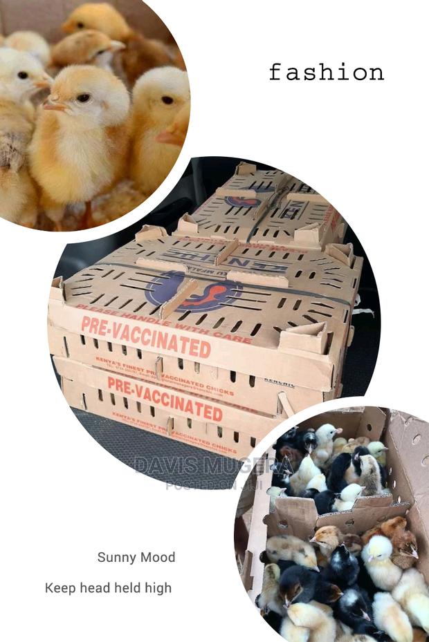 Original F1 Day Old Kenbro Chicks From Kenchic - thumbnail 4