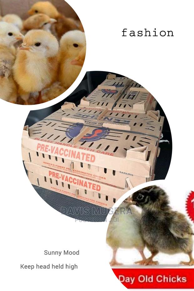 Original F1 Day Old Kenbro Chicks From Kenchic - thumbnail 5