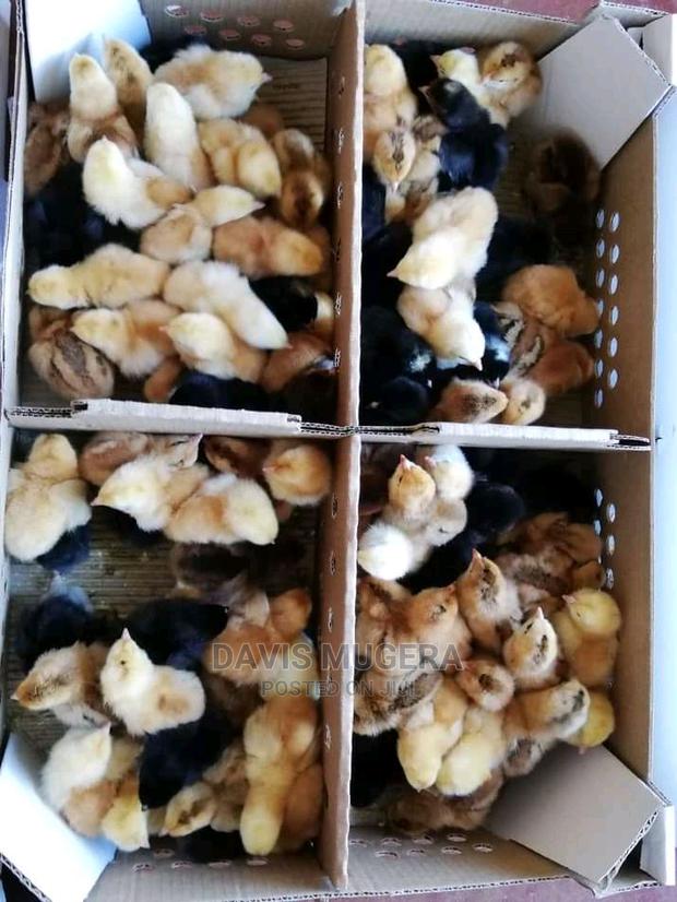 Original F1 Day Old Rainbow Chicks Rainbow Rooster