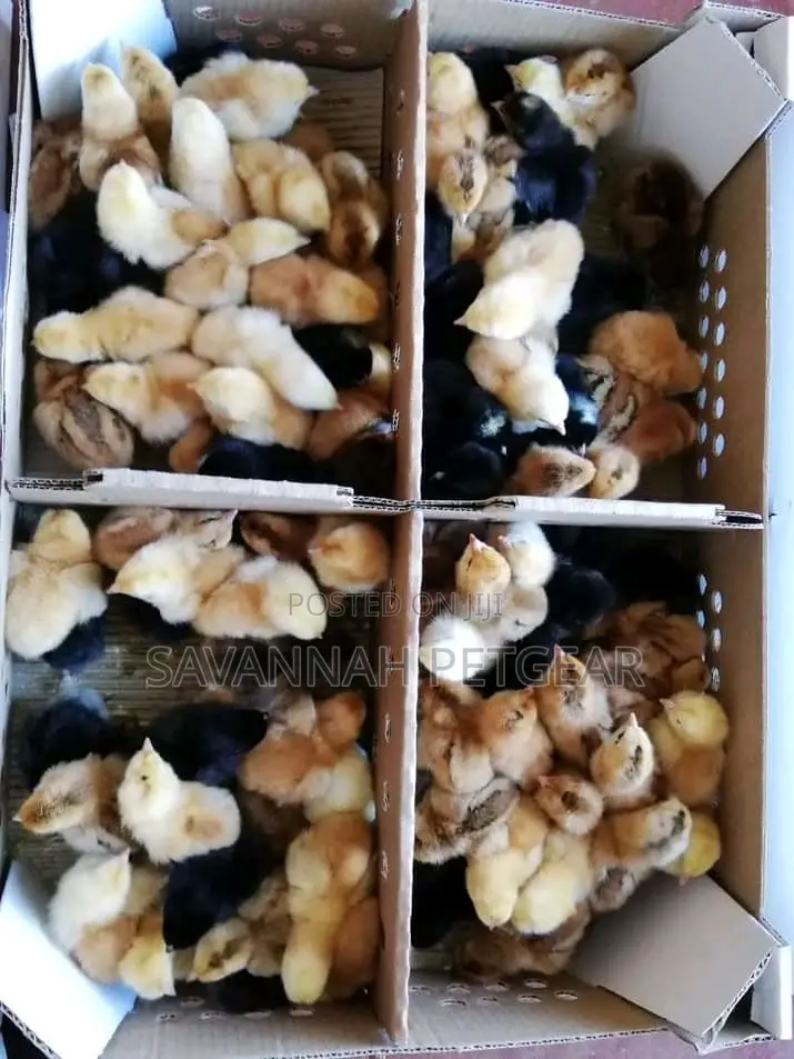 Original F1 Day Old Rainbow Chicks Rainbow Rooster