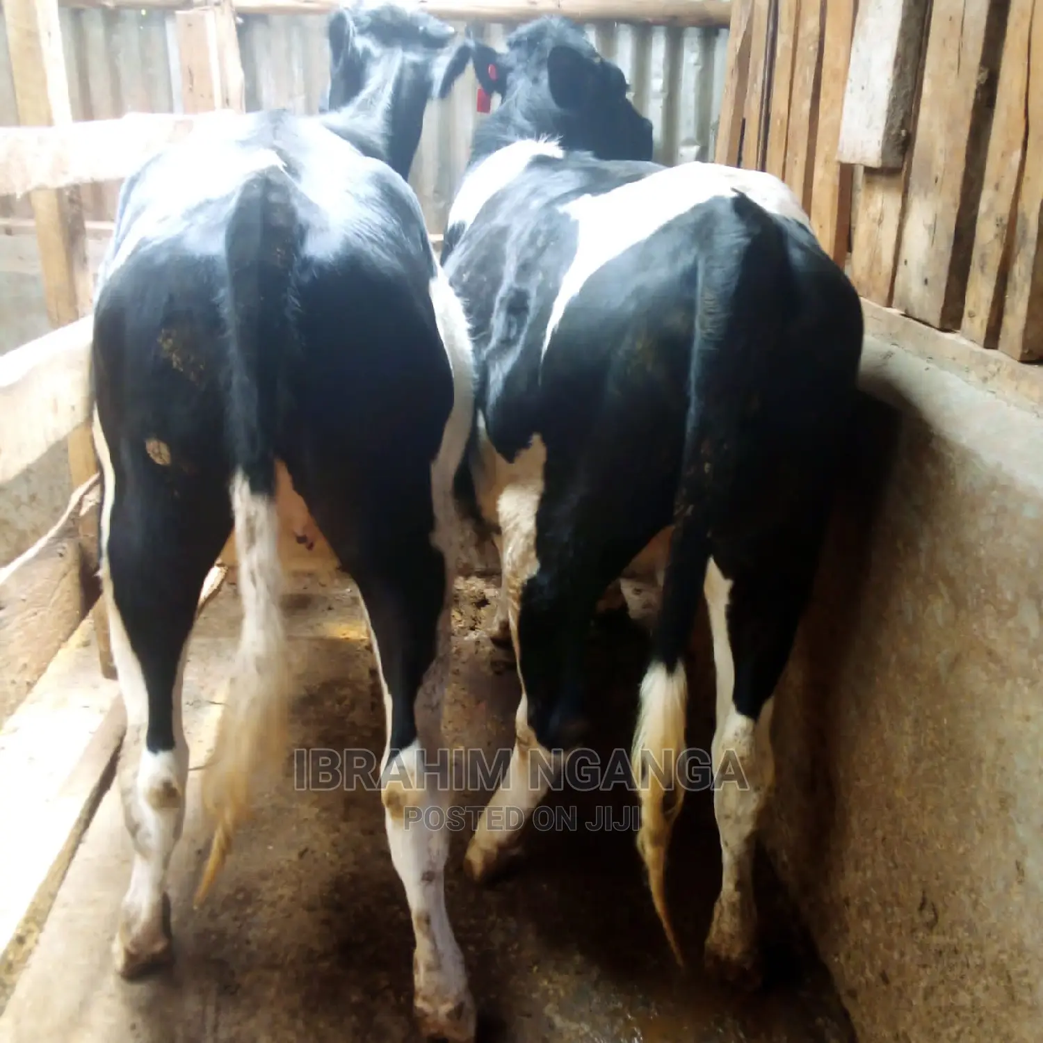Calves for Sale