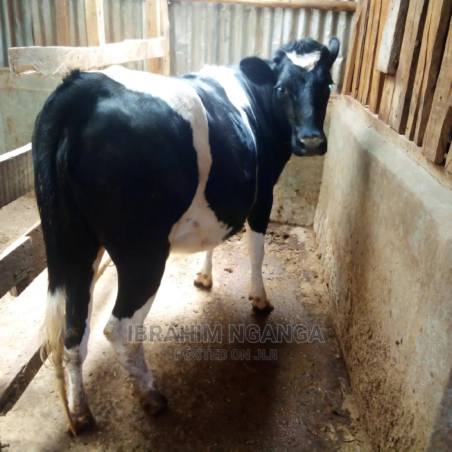 Calves for Sale