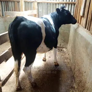 Calves for Sale