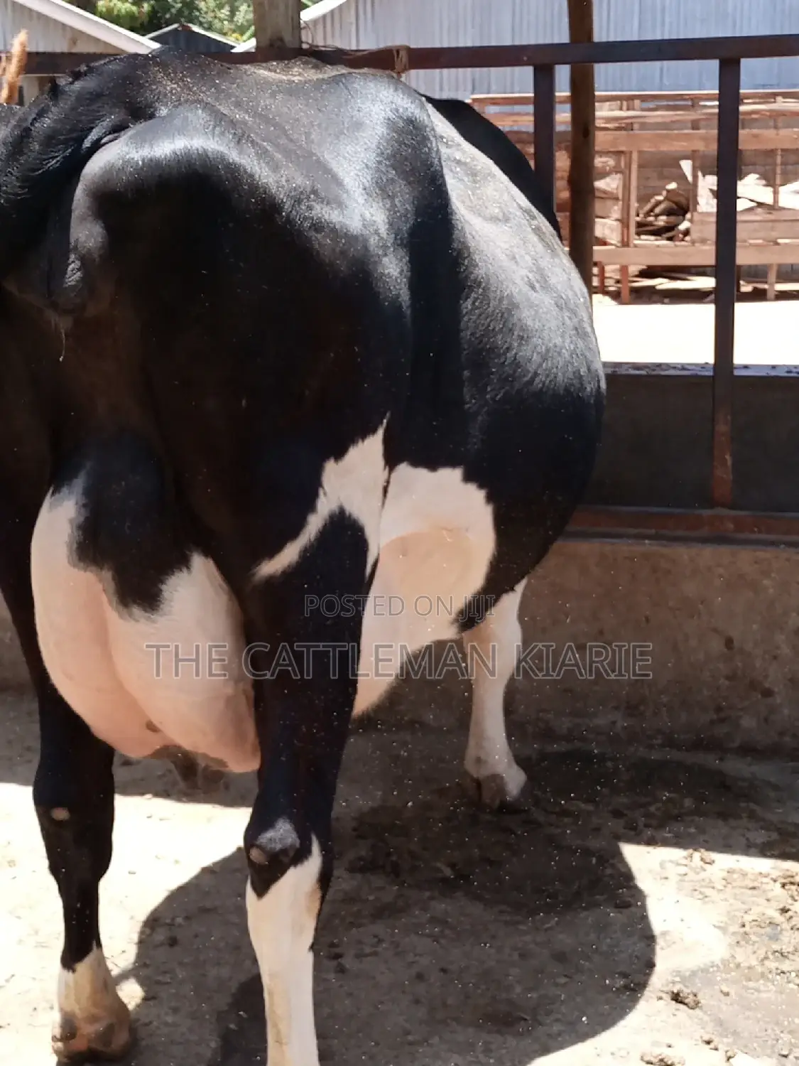 Friesian Dairy Cow
