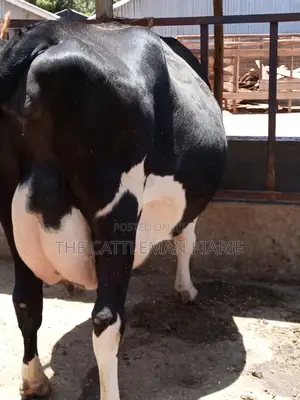 Friesian Dairy Cow
