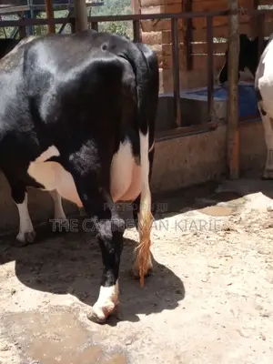 Friesian Dairy Cow