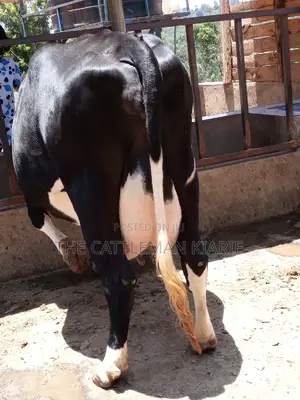 Friesian Dairy Cow
