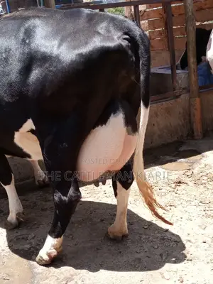 Friesian Dairy Cow