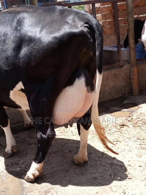Friesian Dairy Cow - main view