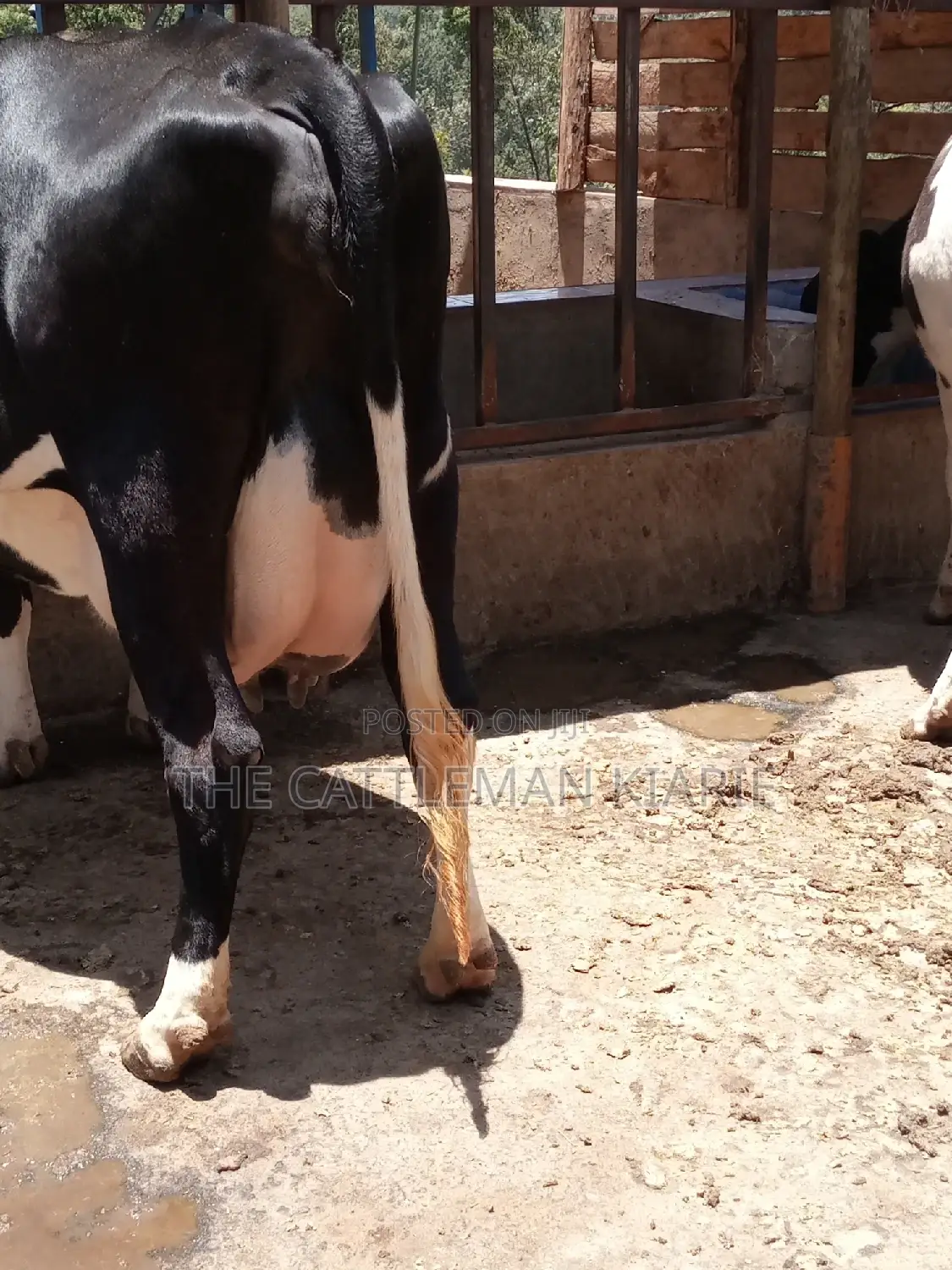 Friesian Dairy Cow