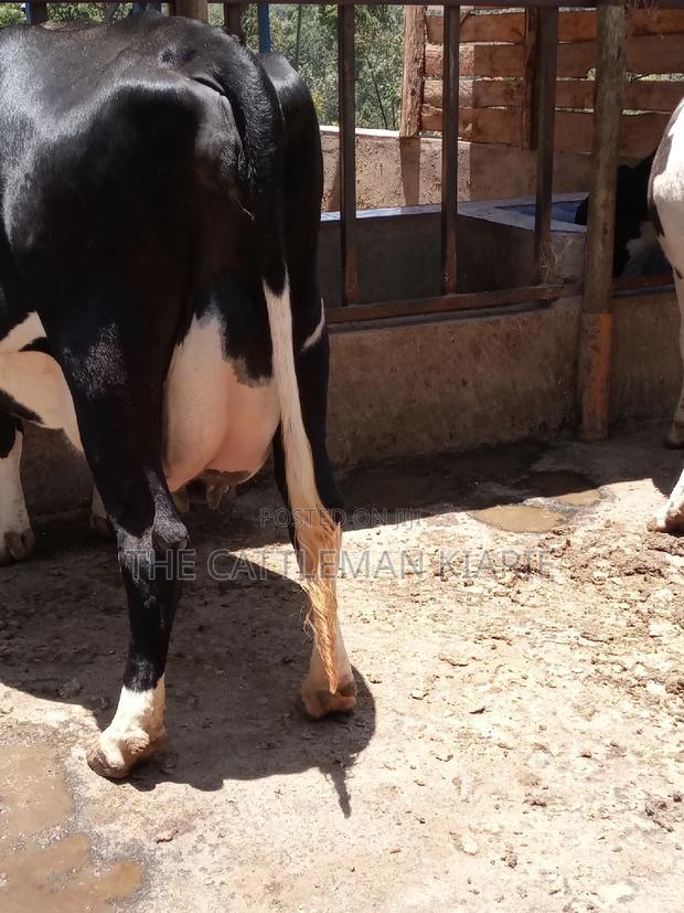 Friesian Dairy Cow - thumbnail 3