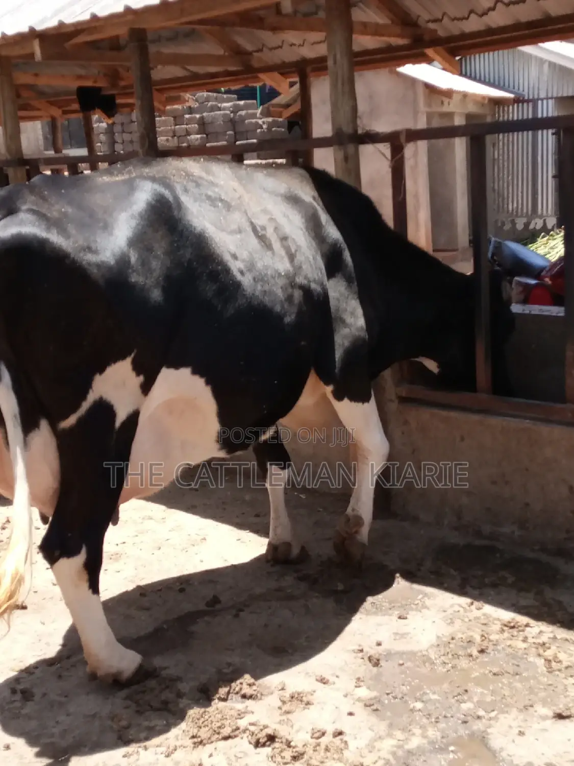Friesian Dairy Cow