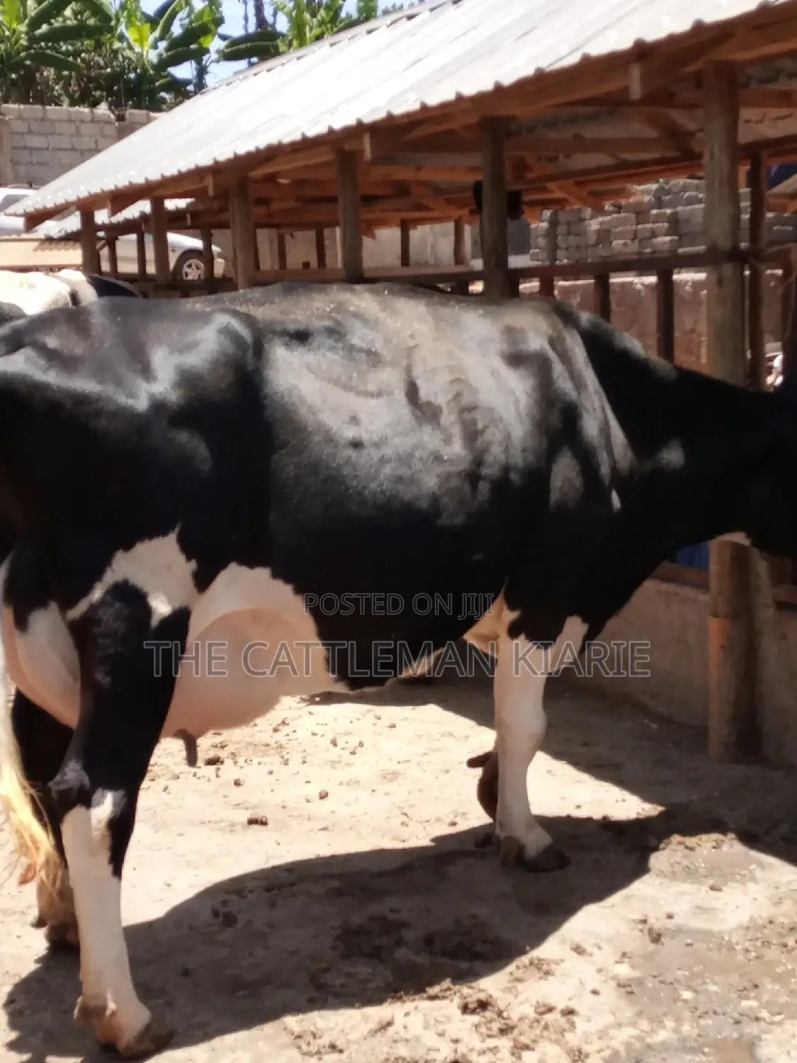 Friesian Dairy Cow