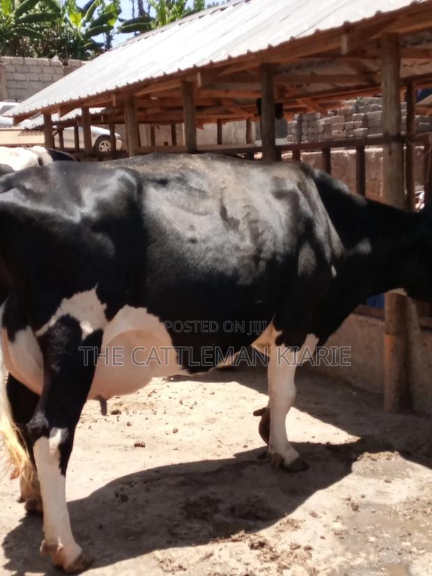 Friesian Dairy Cow - thumbnail 7