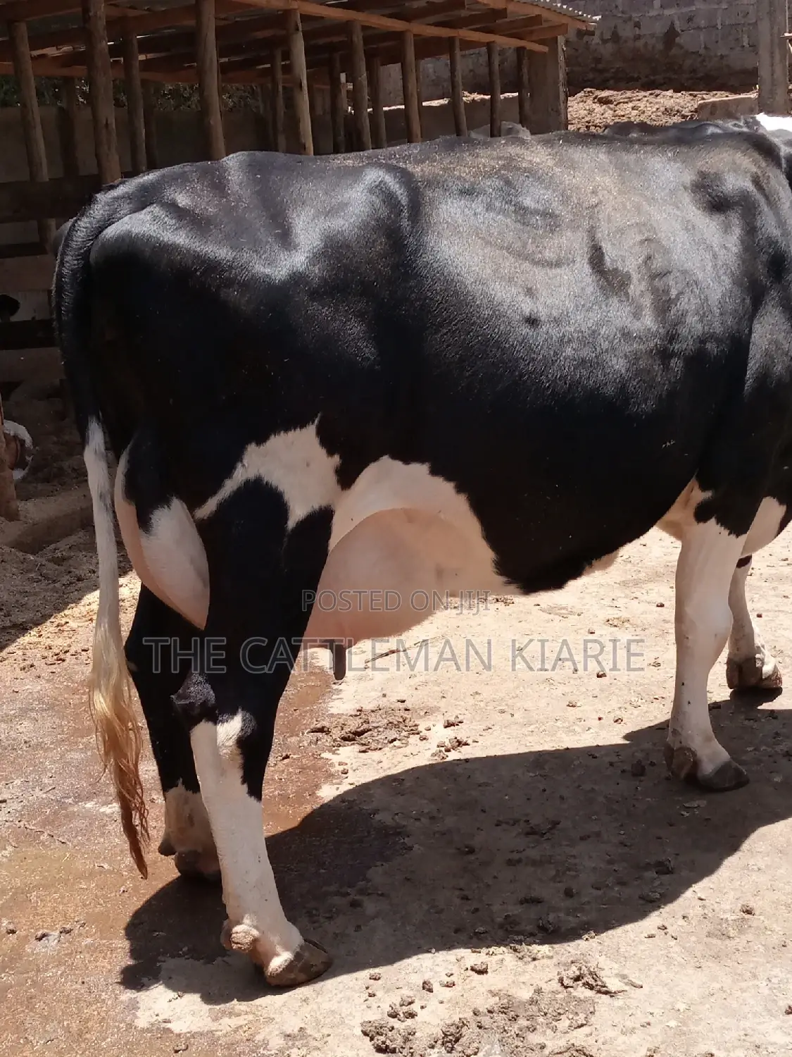 Friesian Dairy Cow
