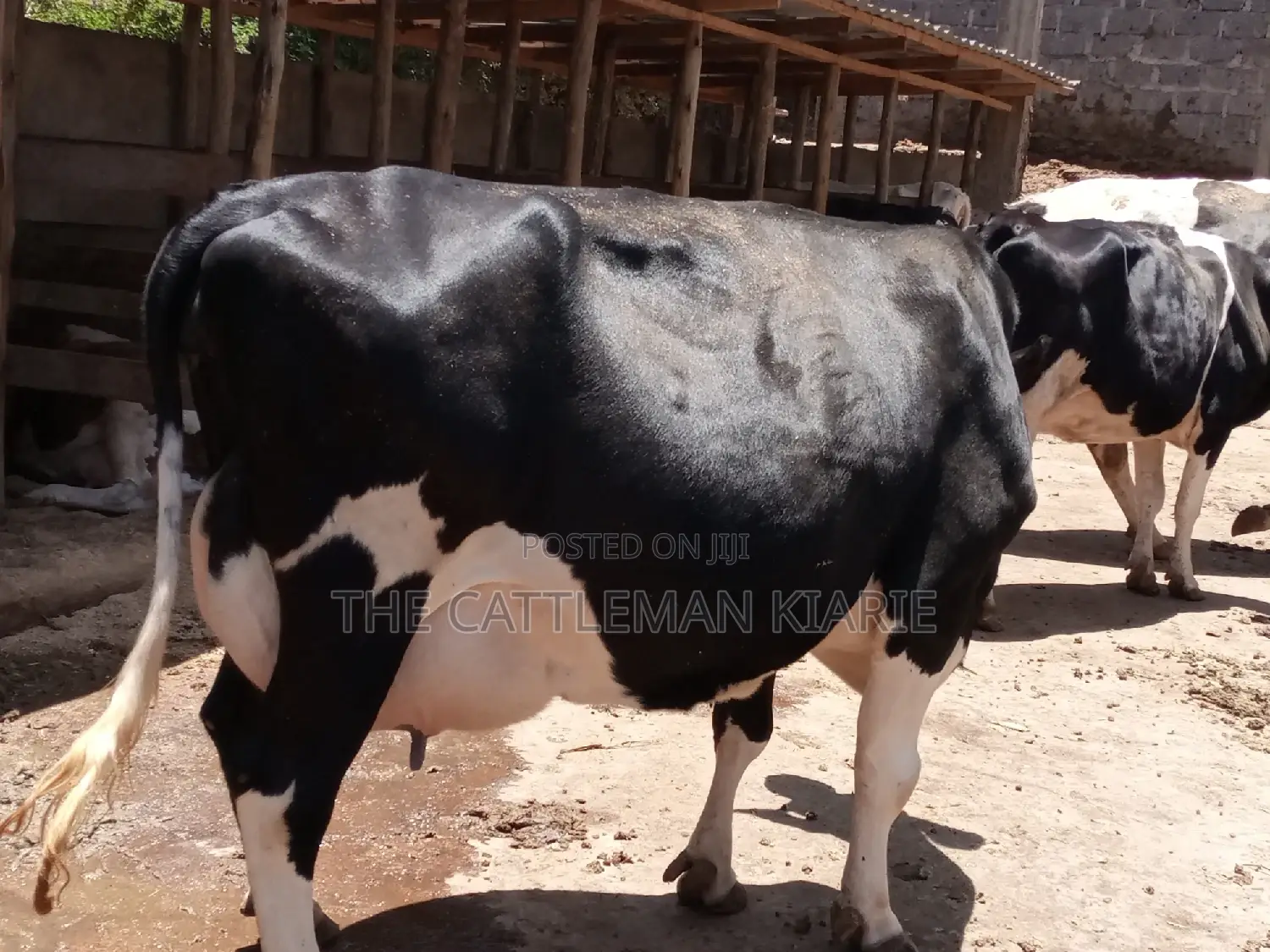 Friesian Dairy Cow