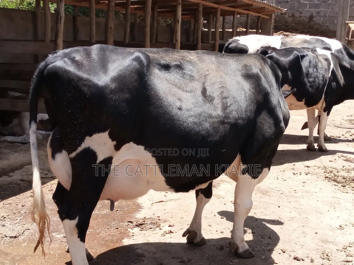 Friesian Dairy Cow