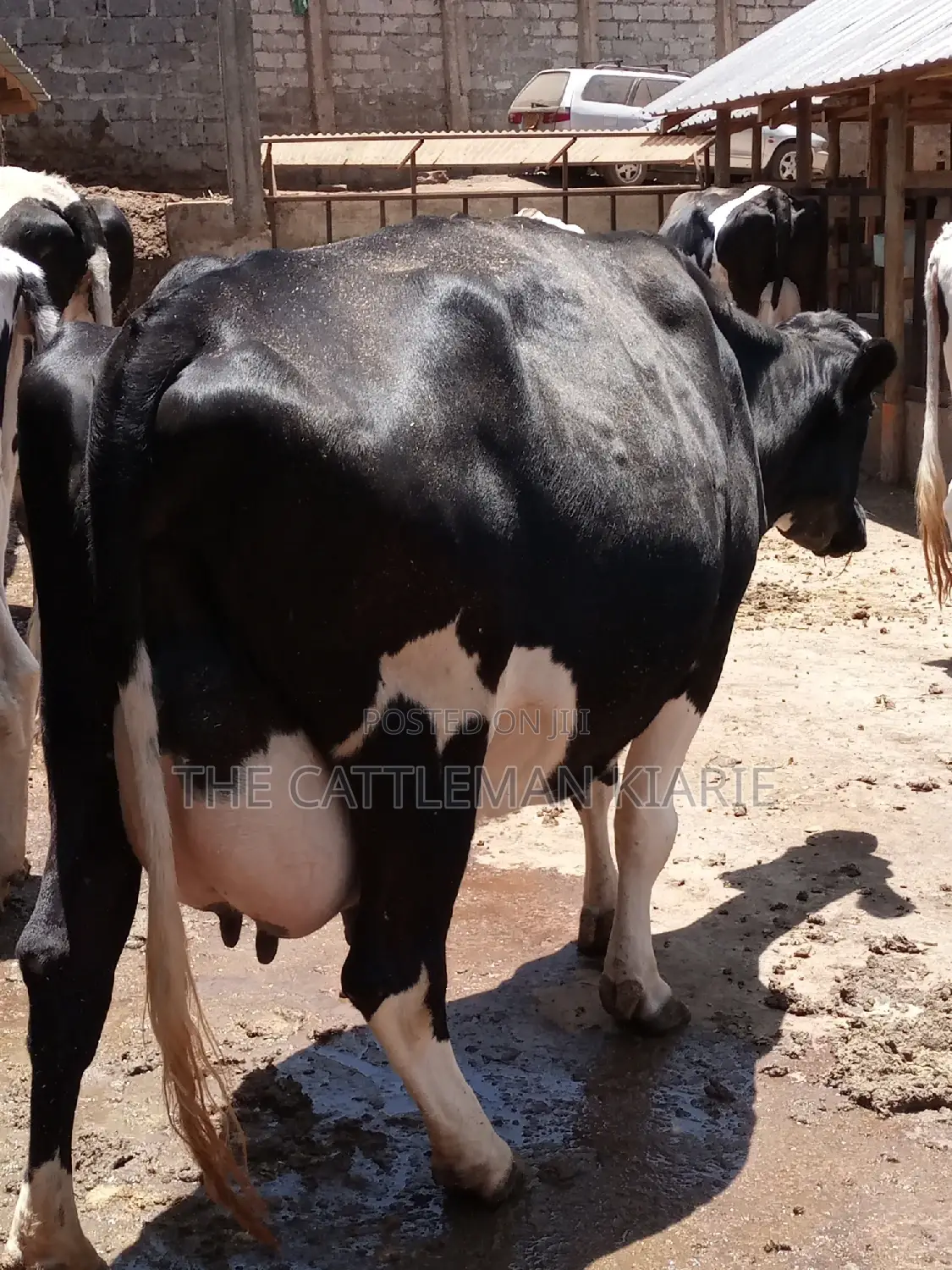 Friesian Dairy Cow