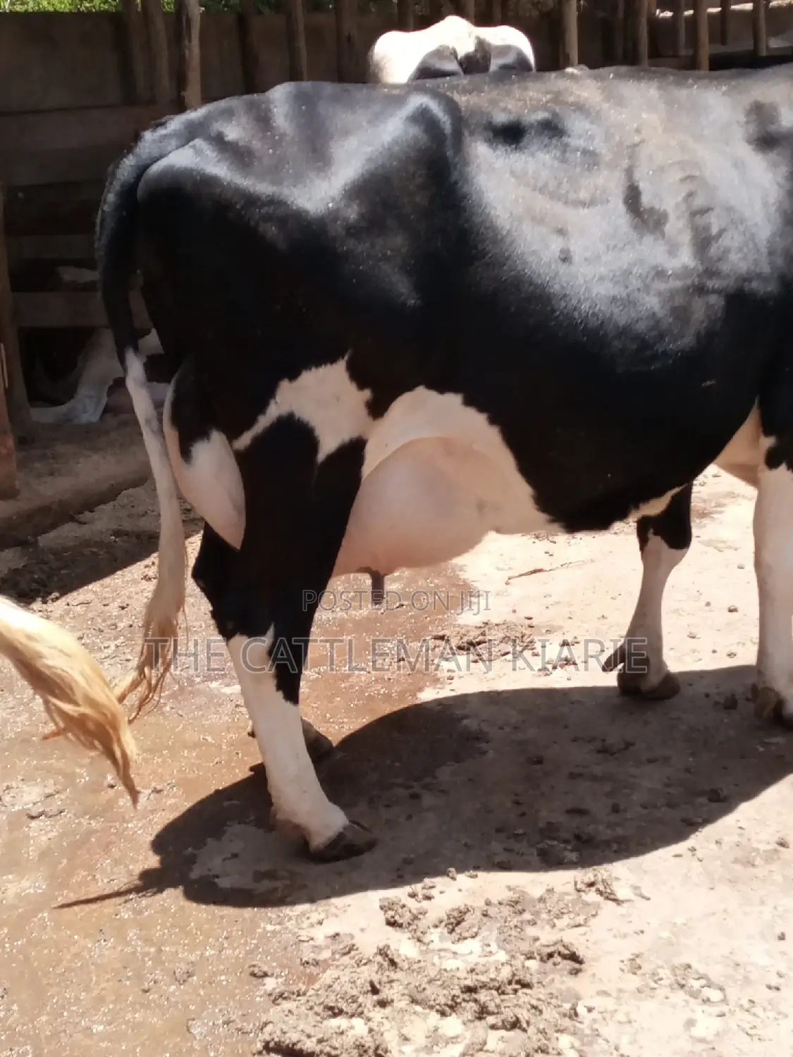 Friesian Dairy Cow