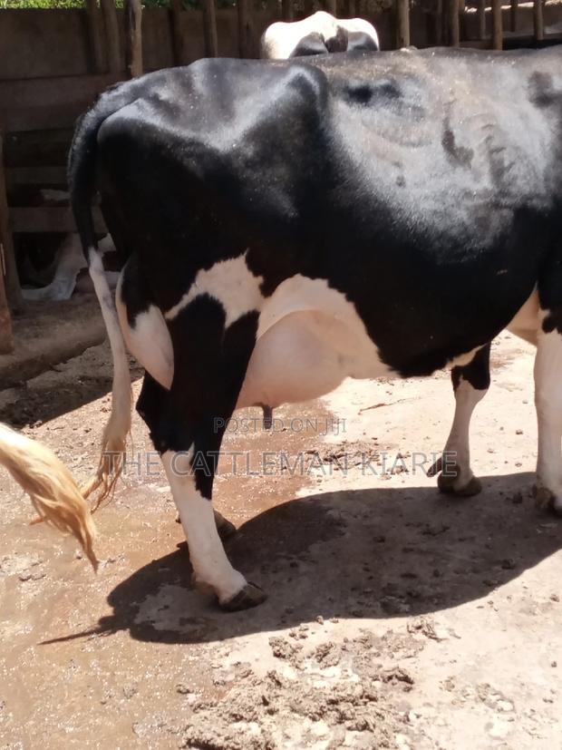 Friesian Dairy Cow - thumbnail 11