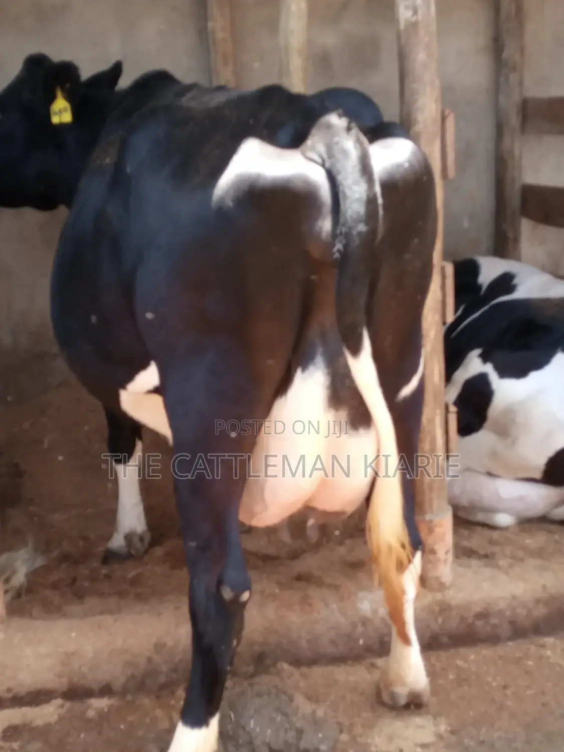 Friesian Dairy Cow