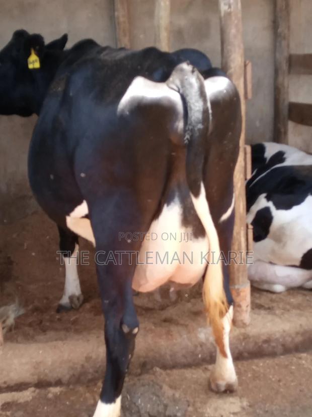 Friesian Dairy Cow - thumbnail 15