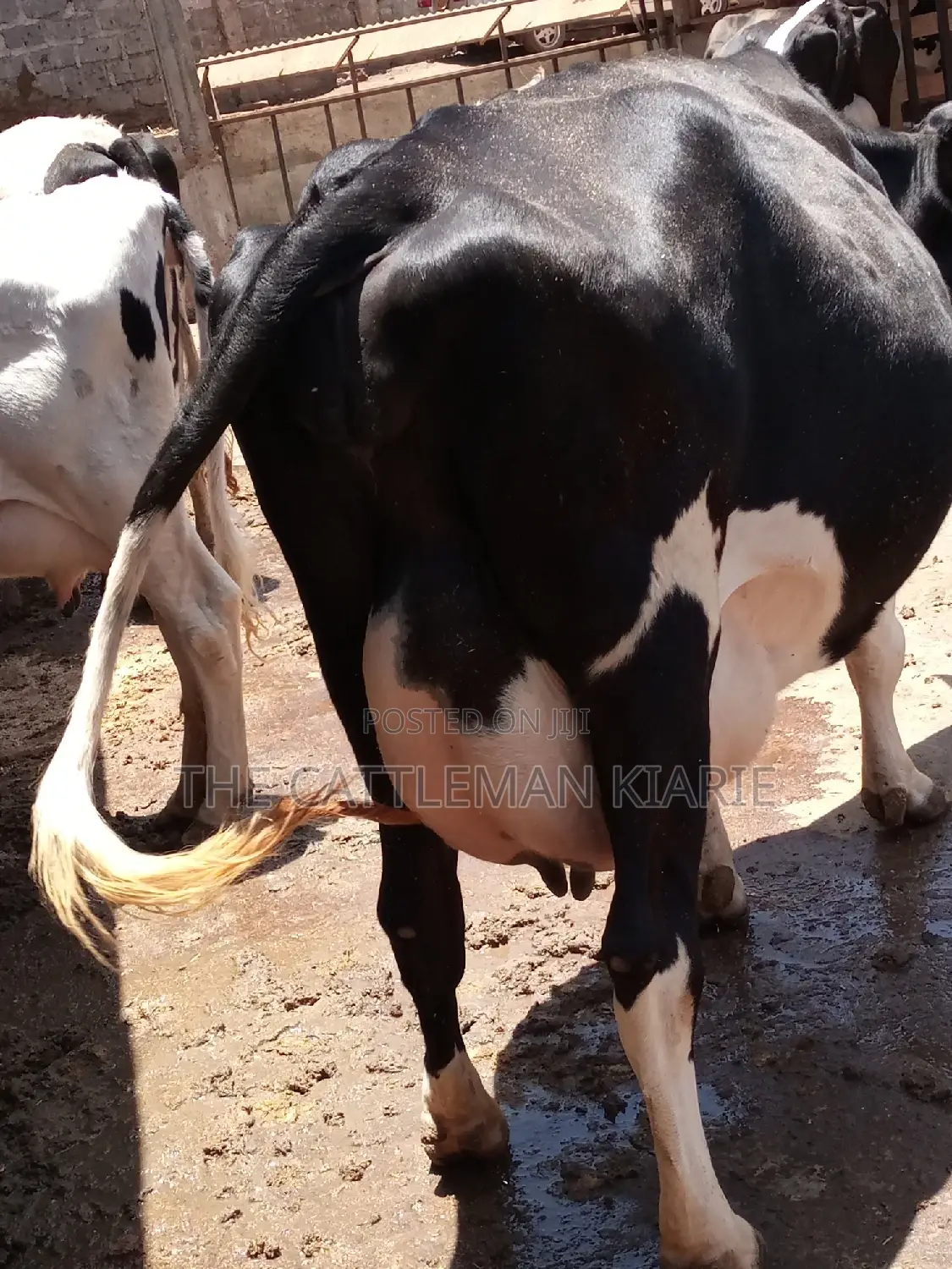 Friesian Dairy Cow