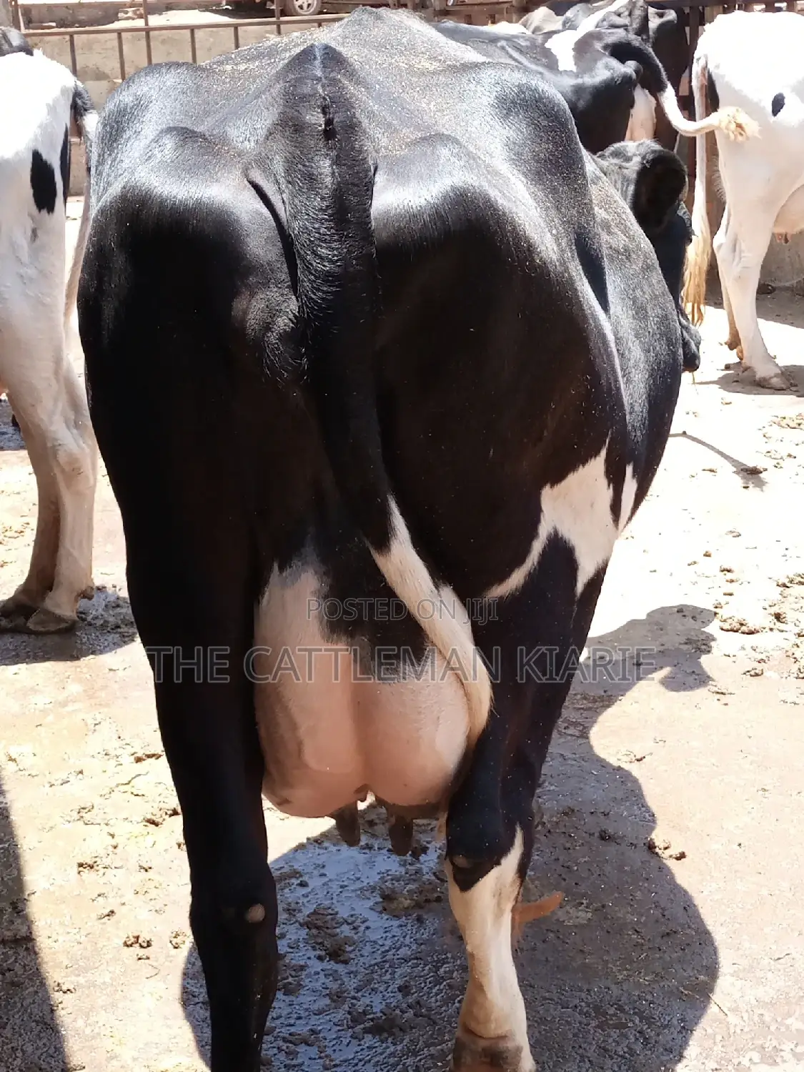 Friesian Dairy Cow