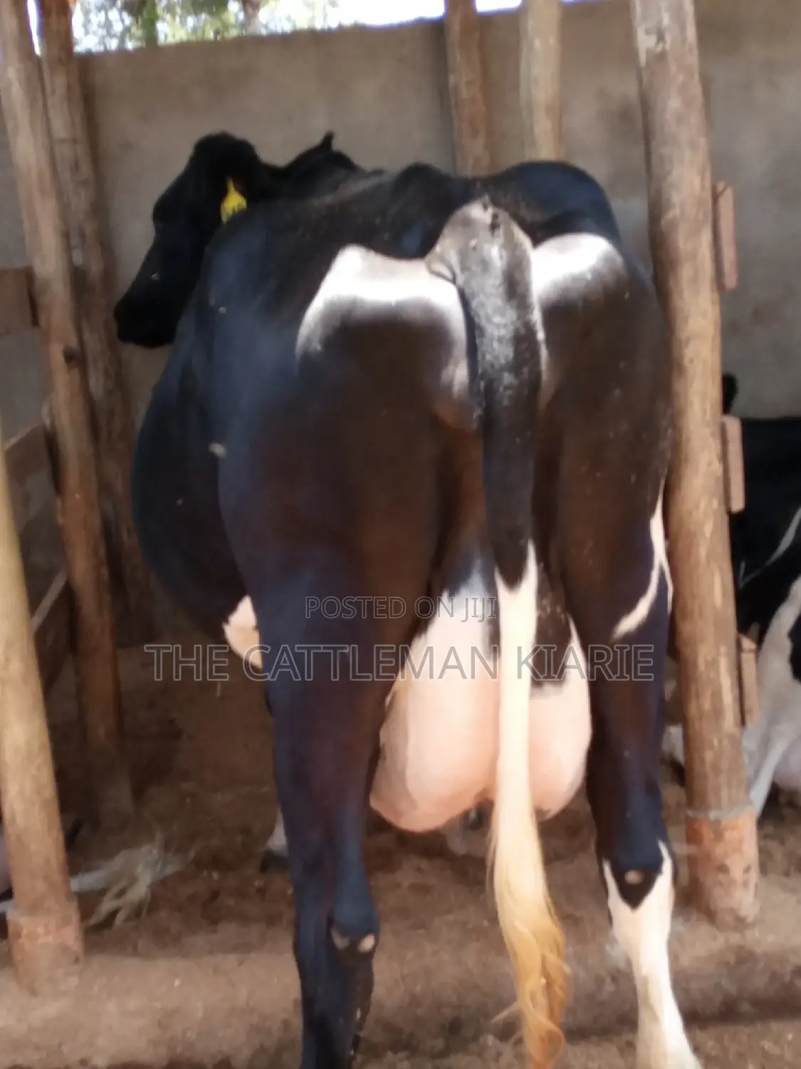 Friesian Dairy Cow