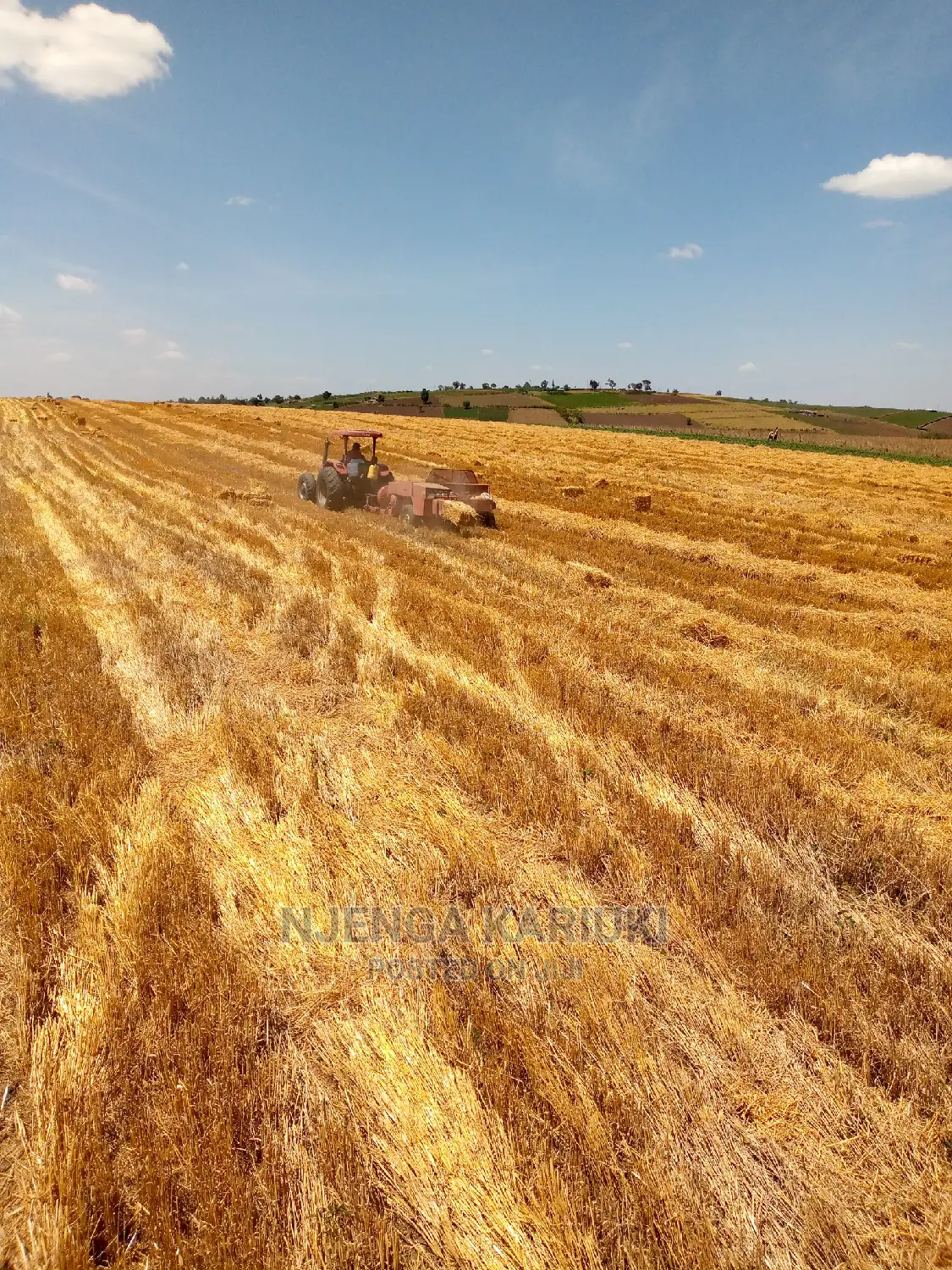 Barley and Wheat Straws