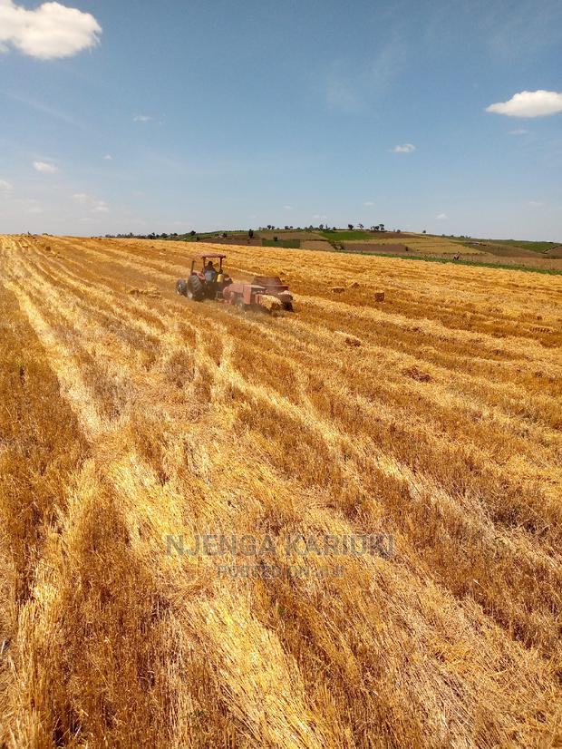 Barley and Wheat Straws - main view