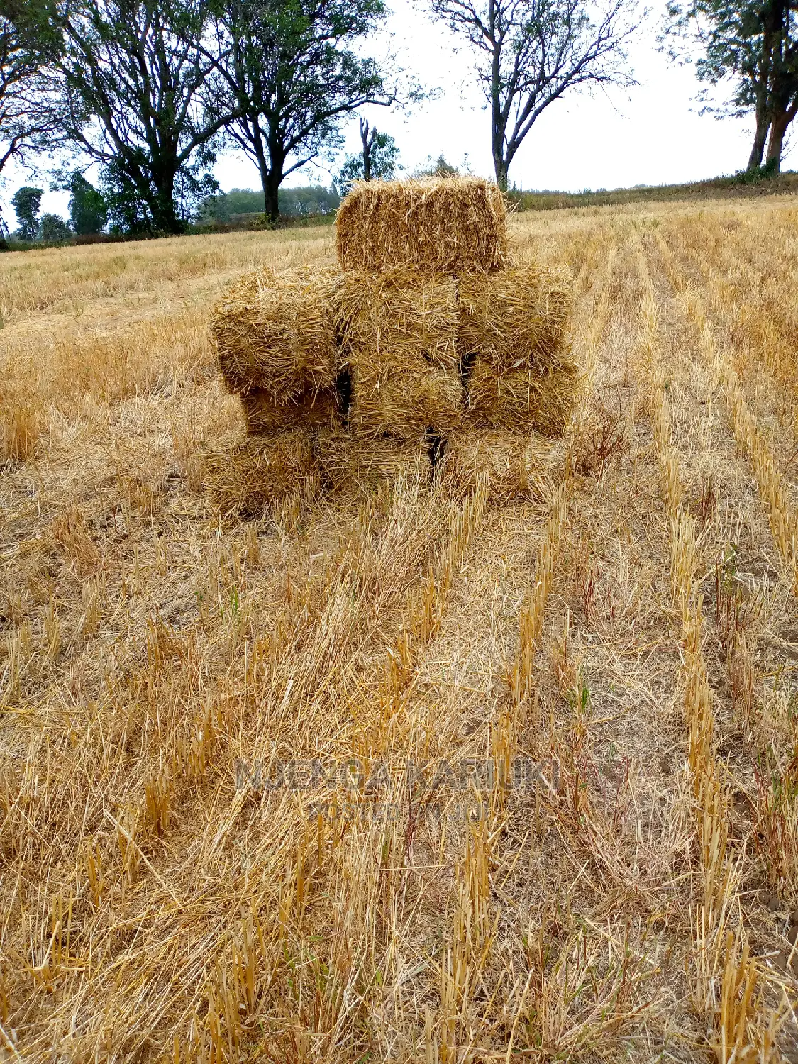 Barley and Wheat Straws