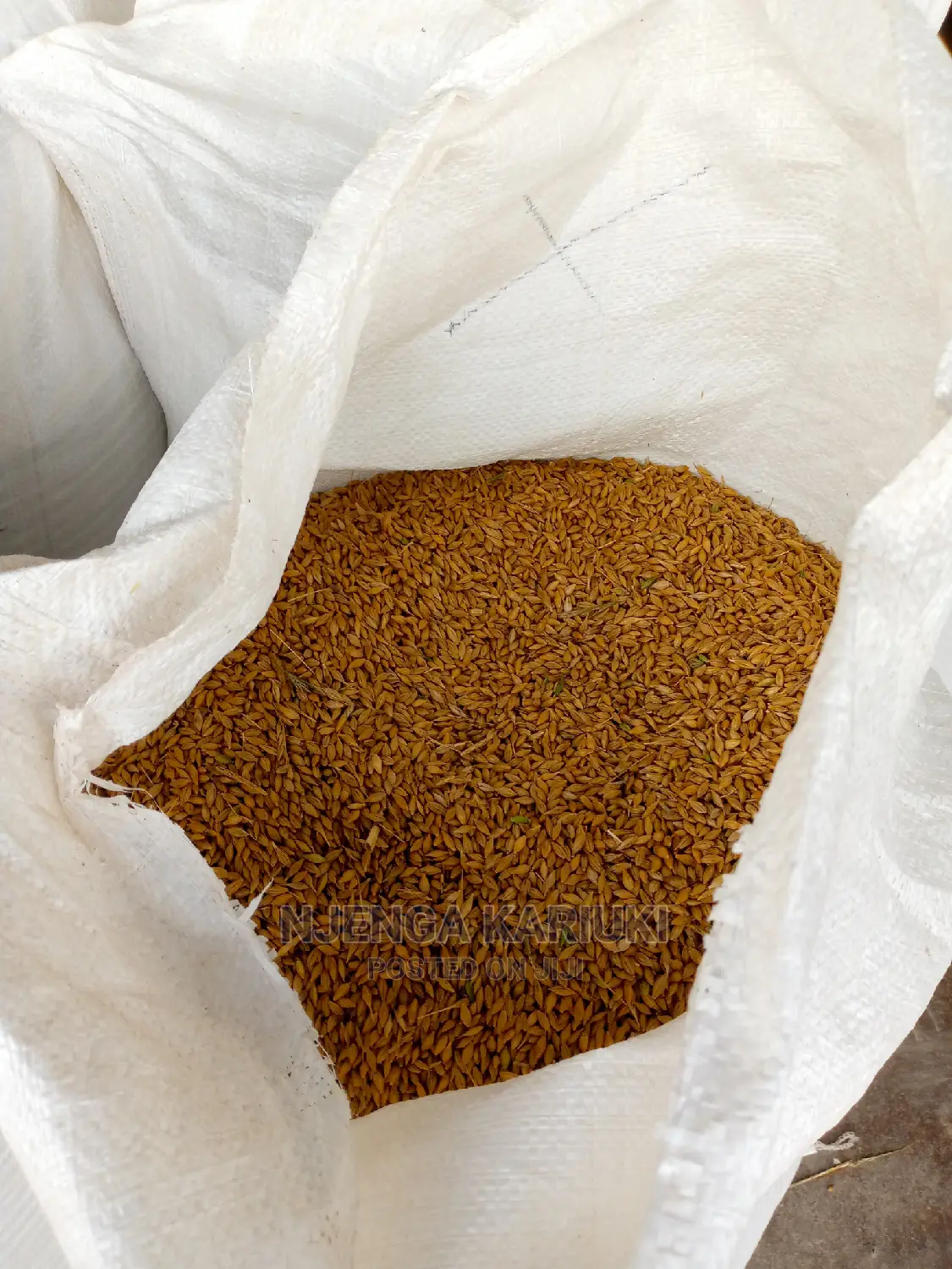 Barley Seeds